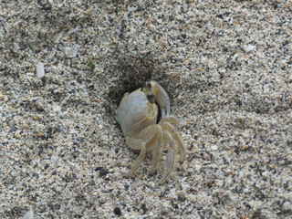 crabe