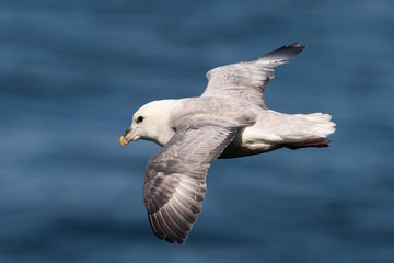 northern fulmar Fulmarus glacialis in Scotland, Great Britain