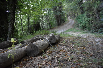 hermoso paisaje, troncos de madera en el camino