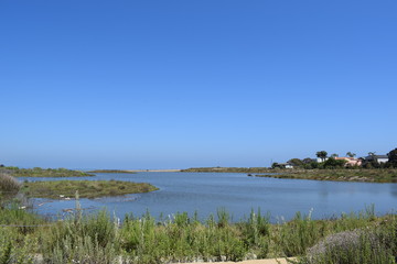 marsh landscape