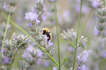 Impollinazione
