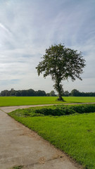 Fototapeta na wymiar Single tree in field with small roads near Eerbeek.