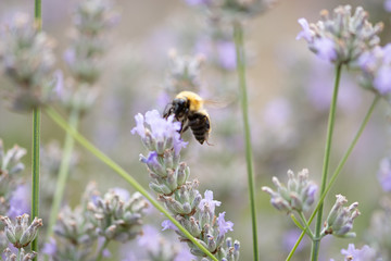 Impollinazione