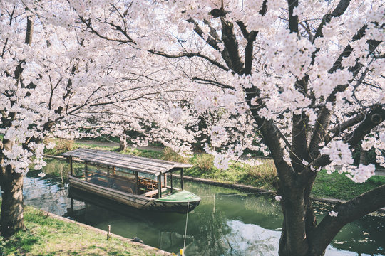 桜、京都