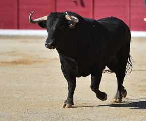 toro