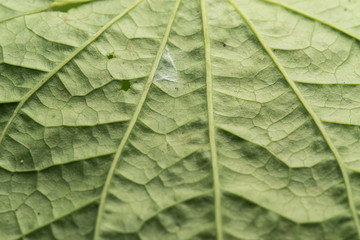 Close up macro image of Piper sarmentosum leaf