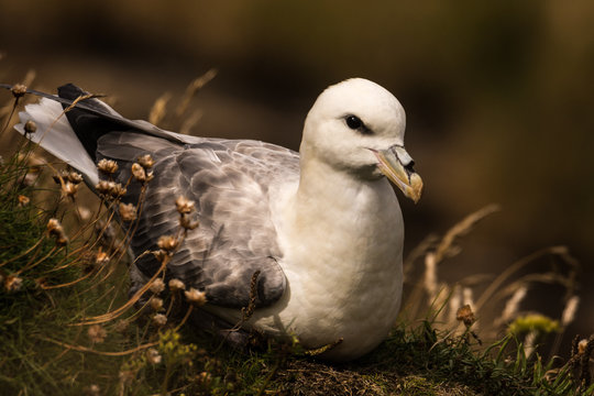 northern fulmar Fulmarus glacialis in Scotland, Great Britain
