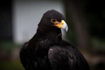 black eagle and yellow beak