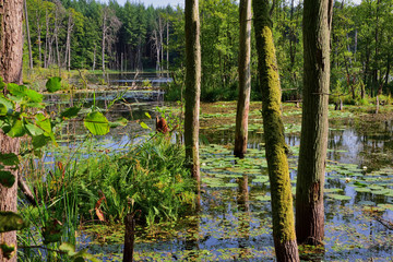 lake inside Serrahn primary beech forest