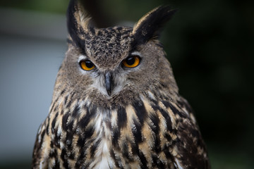 owl with penetrating gaze
