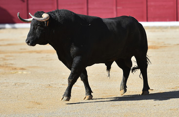 bull  in spain running in bullring