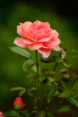 Pink Floribunda Rose