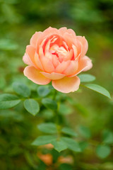 Pink Floribunda Rose
