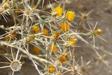 yellow flowering thorn, thorn varieties,