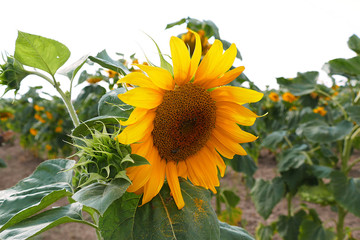 There are many sunflowers on the field, natural organic sunflower and fruit-filled heads,
sunflower cultivated fields,


