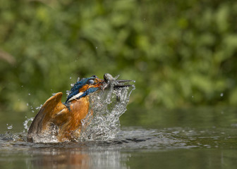 Kingfisher