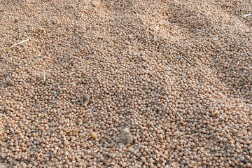 close-up, lots of edible dry chickpeas,dry chickpeas for health, protein source chickpeas,


