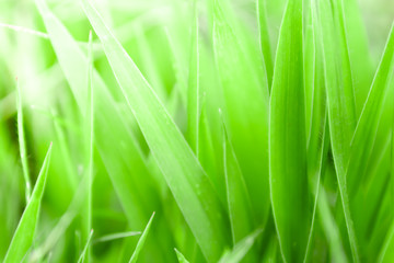 Creative green leaves with abstract background