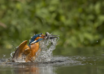 Kingfisher