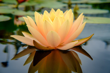 Orange Hardy Waterlily Flower © Ezume Images