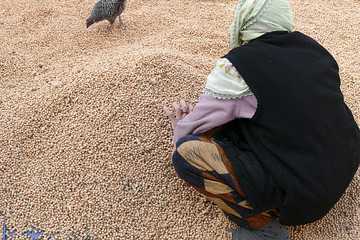 a farmer woman doing harvesting of chickpeas,

