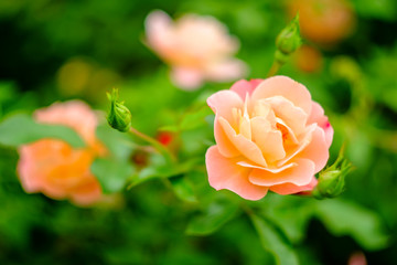 Obraz premium Pink Floribunda Rose