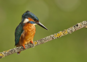 Kingfisher