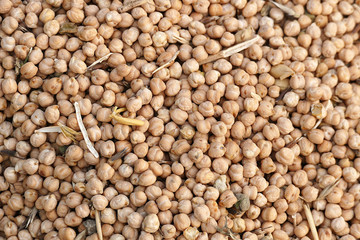 dry chickpeas for packaging.dry chickpeas for health, protein source chickpeas,close-up, lots of edible dry chickpeas,


