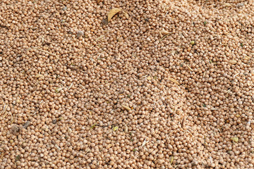 dry chickpeas for packaging.dry chickpeas for health, protein source chickpeas,close-up, lots of edible dry chickpeas,


