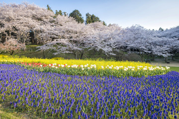 Travel to see Cherry blossom in Hamamatsu flower park, Shizuoka, Japan - 224906869