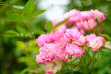 Fototapeta na wymiar Pink Shrub Rose