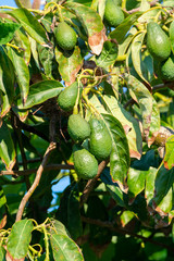 Seasonal harvest of green orgaic avocado, tropical green avocadoes riping on big tree