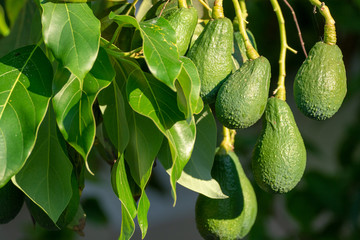 Seasonal harvest of green orgaic avocado, tropical green avocadoes riping on big tree