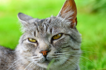 portrait of a gray cat in nature