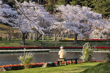 Travel to see Cherry blossom in Hamamatsu flower park, Shizuoka, Japan - 224907209