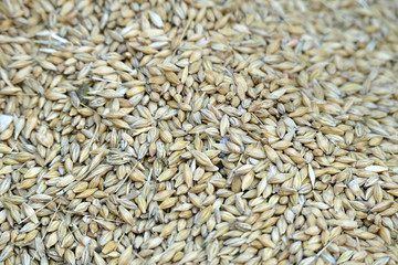 a handful of barley, barley are in the hands of a farmer,close-up, lots of barley, barley grains,a lot of barley on the ground,





