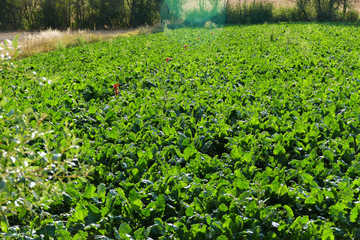 sugar beet plant that started to mature, sugar beet field,

