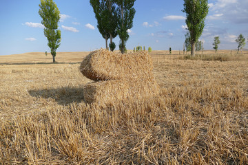 and wheat straw bales, straw bales for cows,


