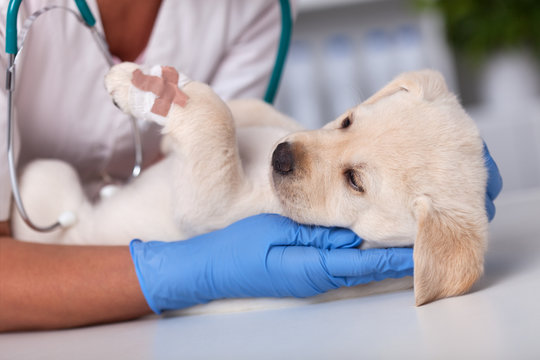 Cute labrador puppy dog in the hands of veterinary professional - after getting its paw bandaged