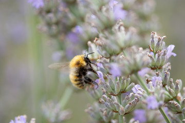 Impollinazione