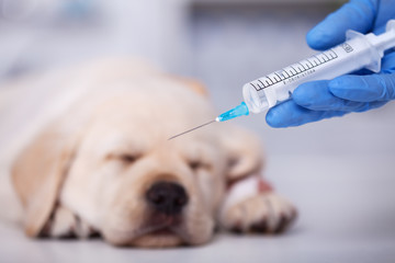 Sleeping labrador puppy dog with injured leg getting an injection