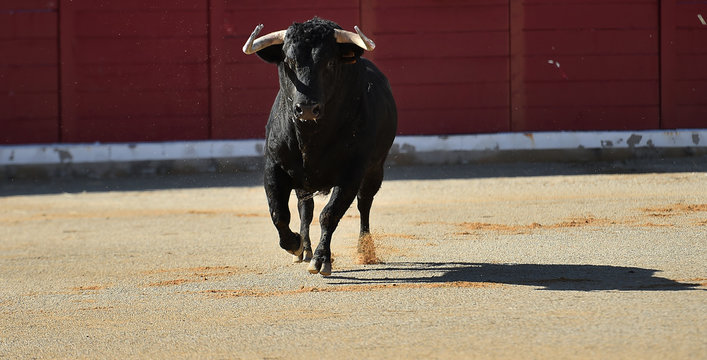 animal tipico espa&ntilde;ol