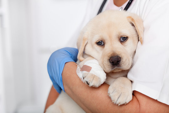 Cute labrador puppy dog with bandage on its paw resting in the arms of veterinary professional