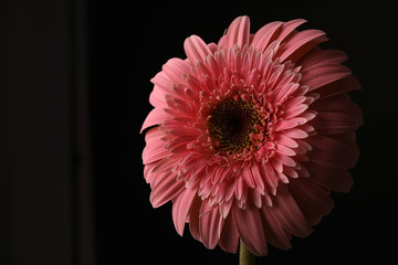 red gerbera on black background