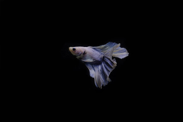 Thai betta fish in the black background.They are beautiful fighters. Thai betta fish in the black background.They are beautiful fighters.