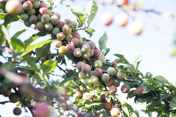 Ripe plums on a branch on a sunny day.
