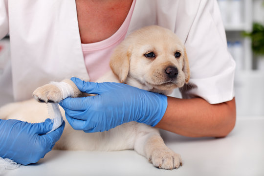 Cute labrador puppy dog lying patiently while getting a bandage on its paw