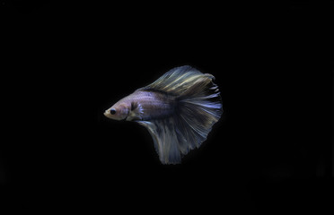 Thai betta fish in the black background.They are beautiful fighters. Thai betta fish in the black background.They are beautiful fighters.