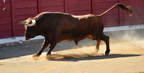 toro español corriendo en una plaza de toros