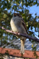 Spatz sitzt auf einem Ast